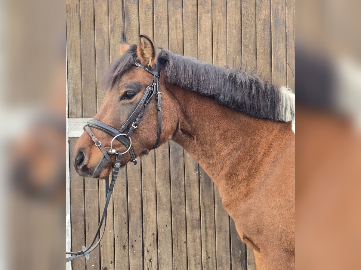 Hucul Gelding 4 years 14 hh Brown in Mülheim an der Ruhr