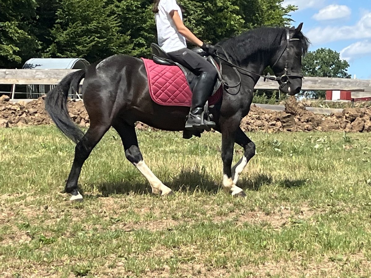Hucul Gelding 5 years 13,1 hh Pinto in Ursensollen