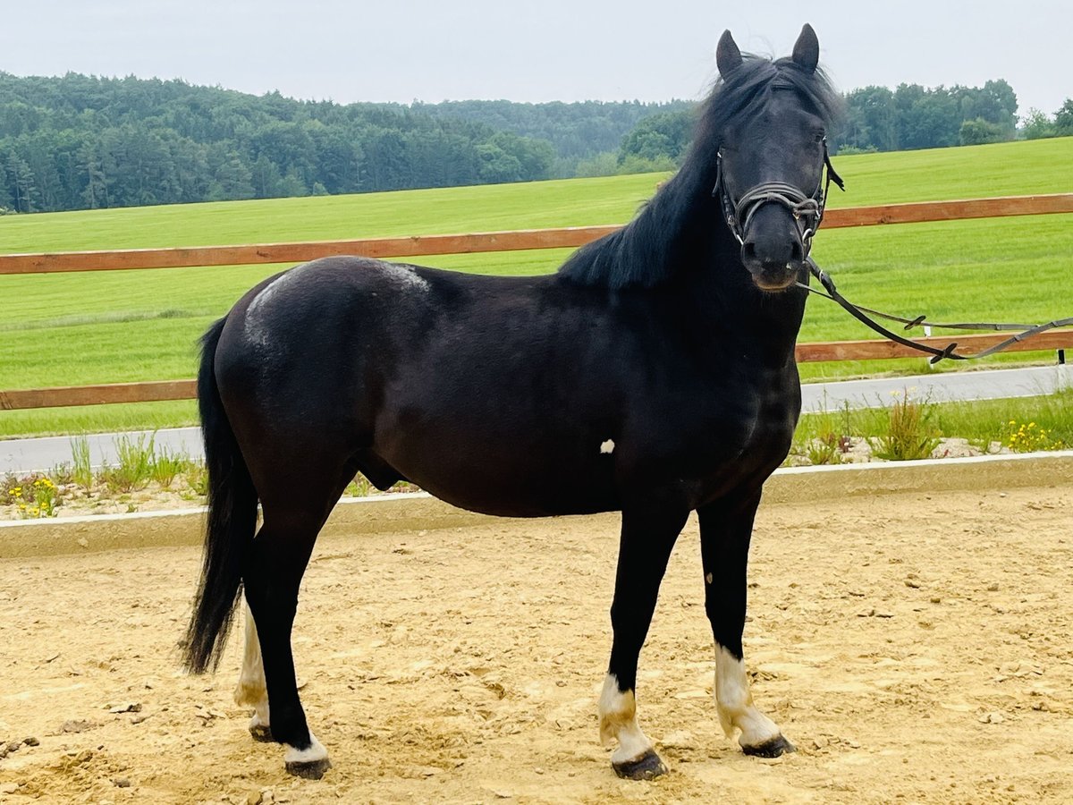 Hucul Gelding 5 years 13,1 hh Pinto in Ursensollen
