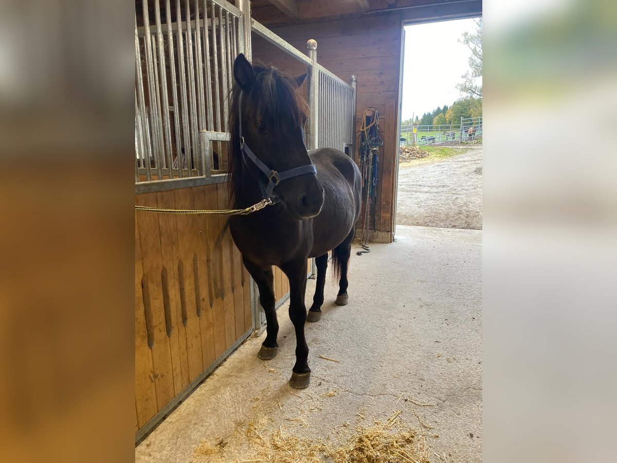 Hucul Gelding 6 years Black in Stainz