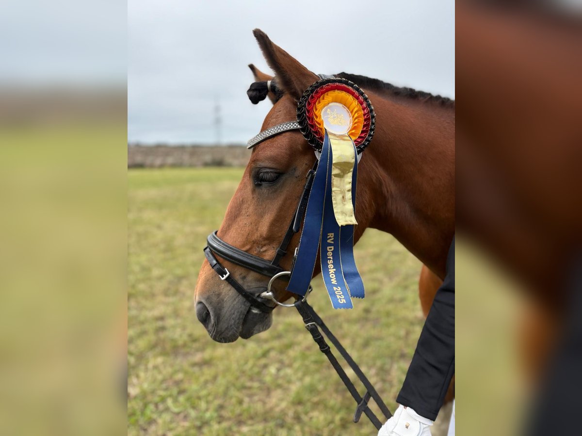 Hucul Gelding 7 years 13,2 hh Pinto in Bentzin