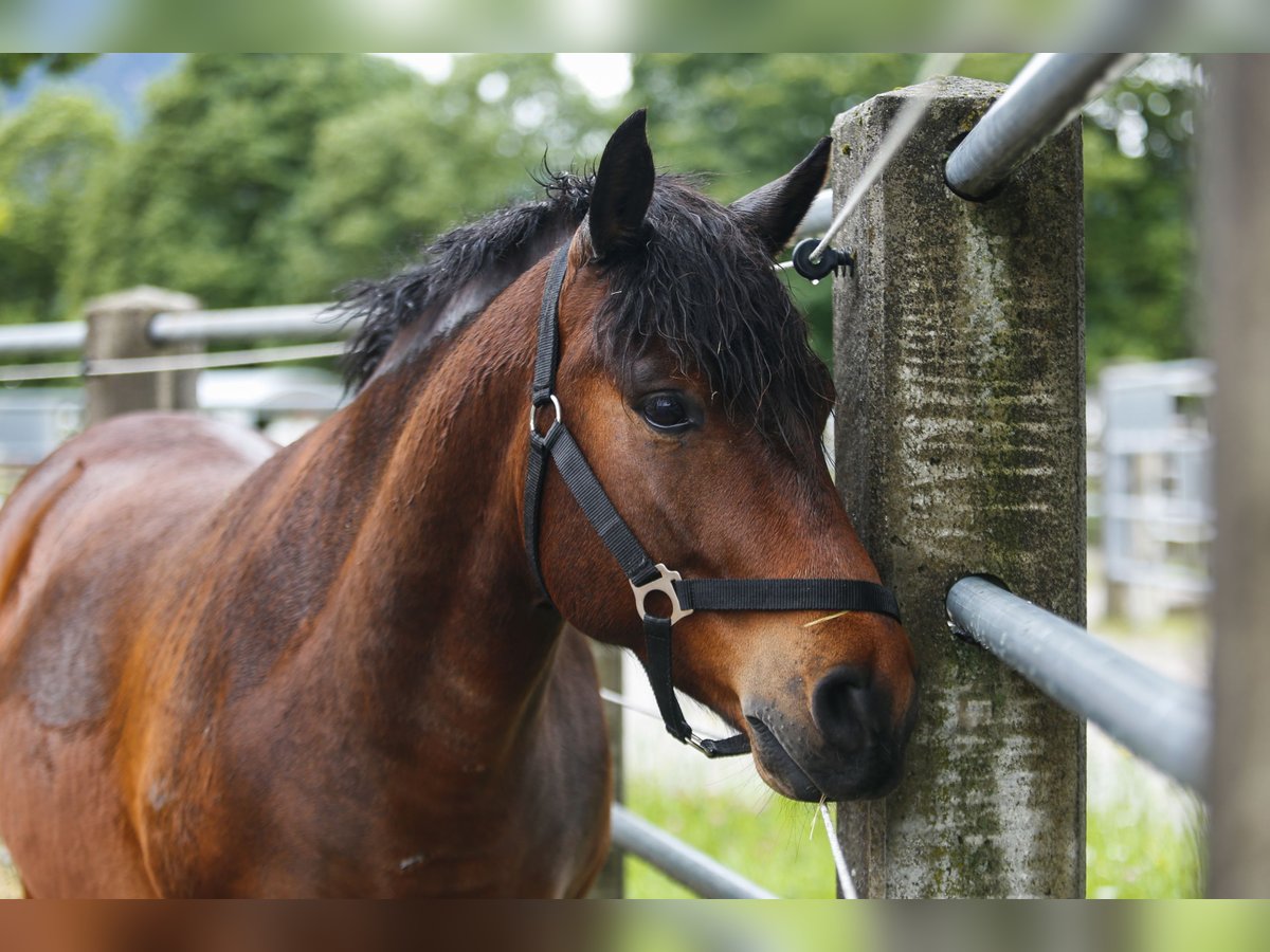 Hucul Gelding 8 years 13,2 hh Bay-Dark in Reutte