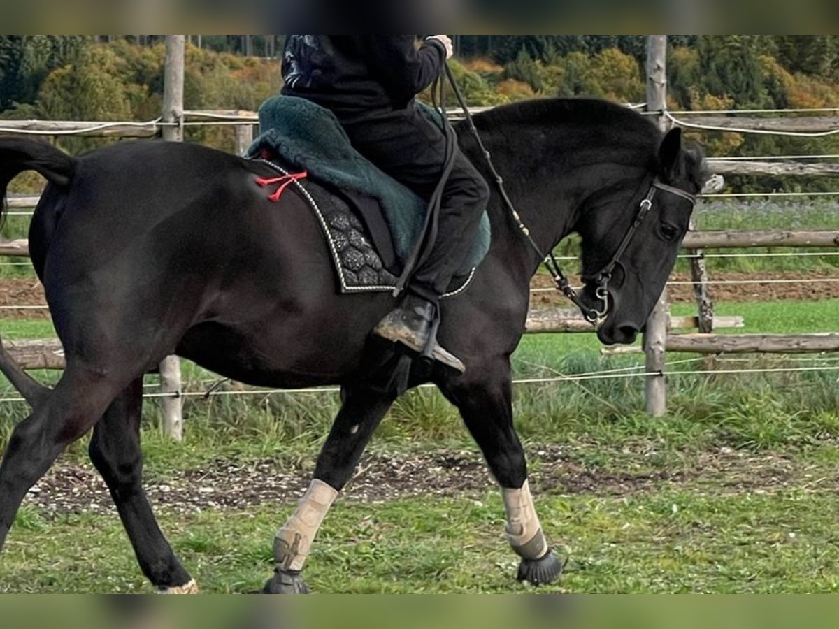 Hucul Gelding 8 years 13,2 hh Black in Remetschwil