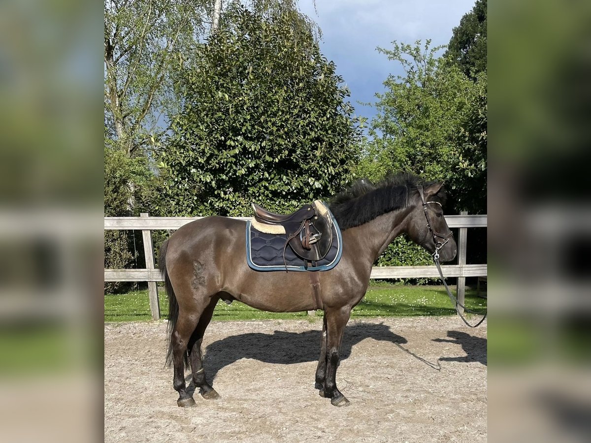 Hucul Gelding 8 years 14,1 hh Brown in Weroth