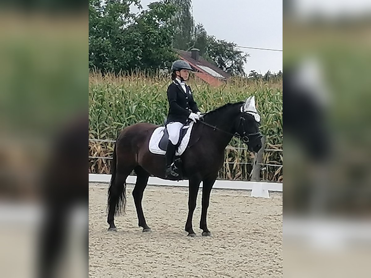 Hucul Gelding 8 years 14,2 hh Black in St. Martin im Innkreis