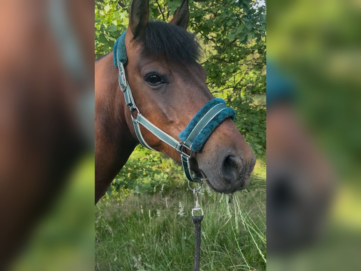 Hucul Gelding 9 years 14,1 hh Bay in Katowice