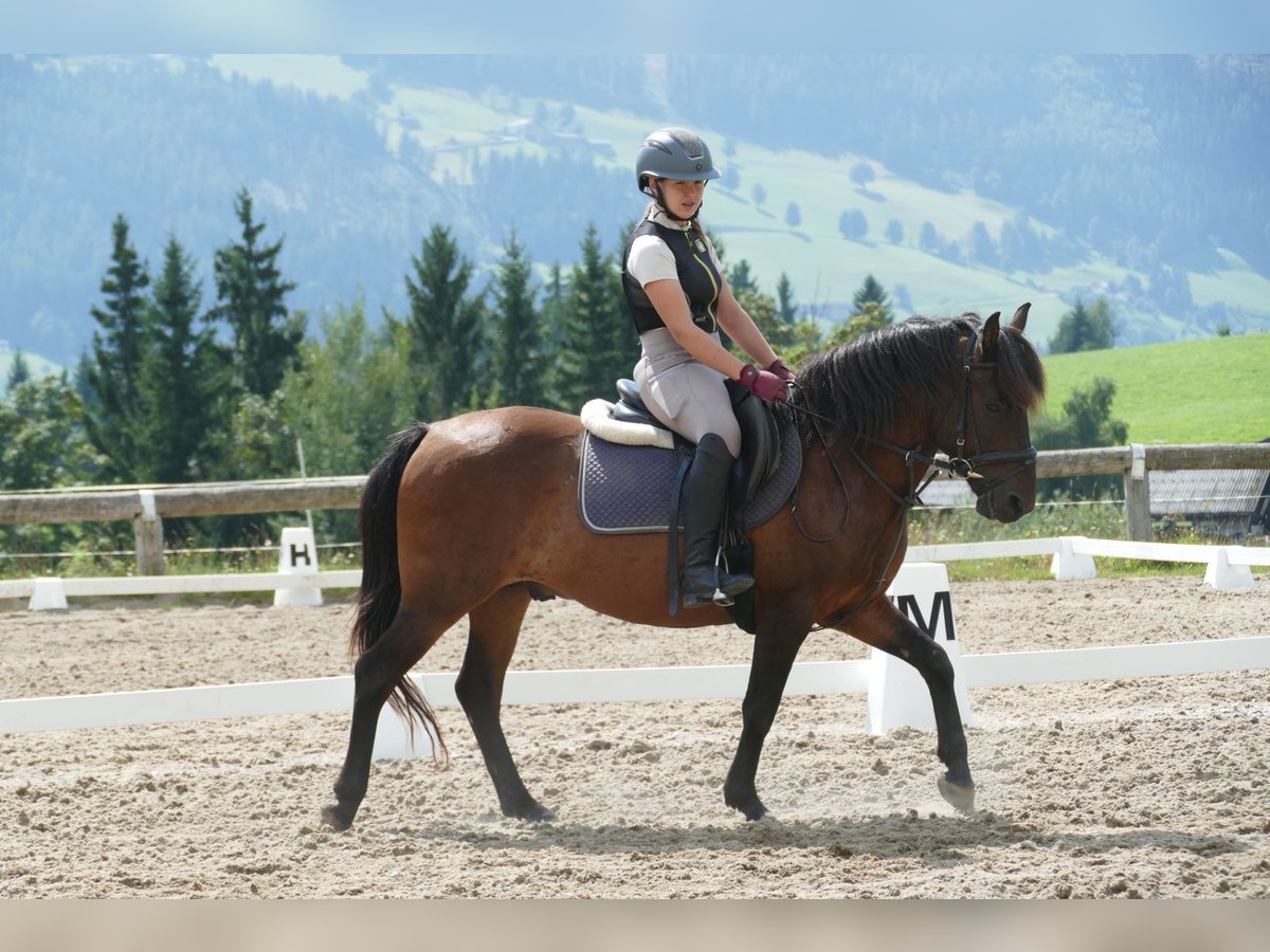 Hucul Gelding 9 years 14,1 hh Dun in Ramsau