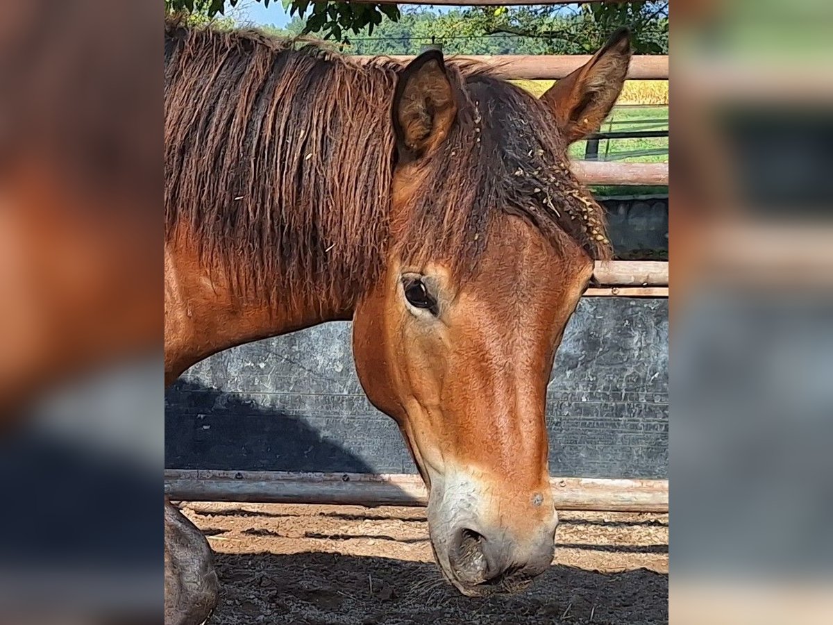 Hucul Hingst 1 år 140 cm Brun in Walldorf