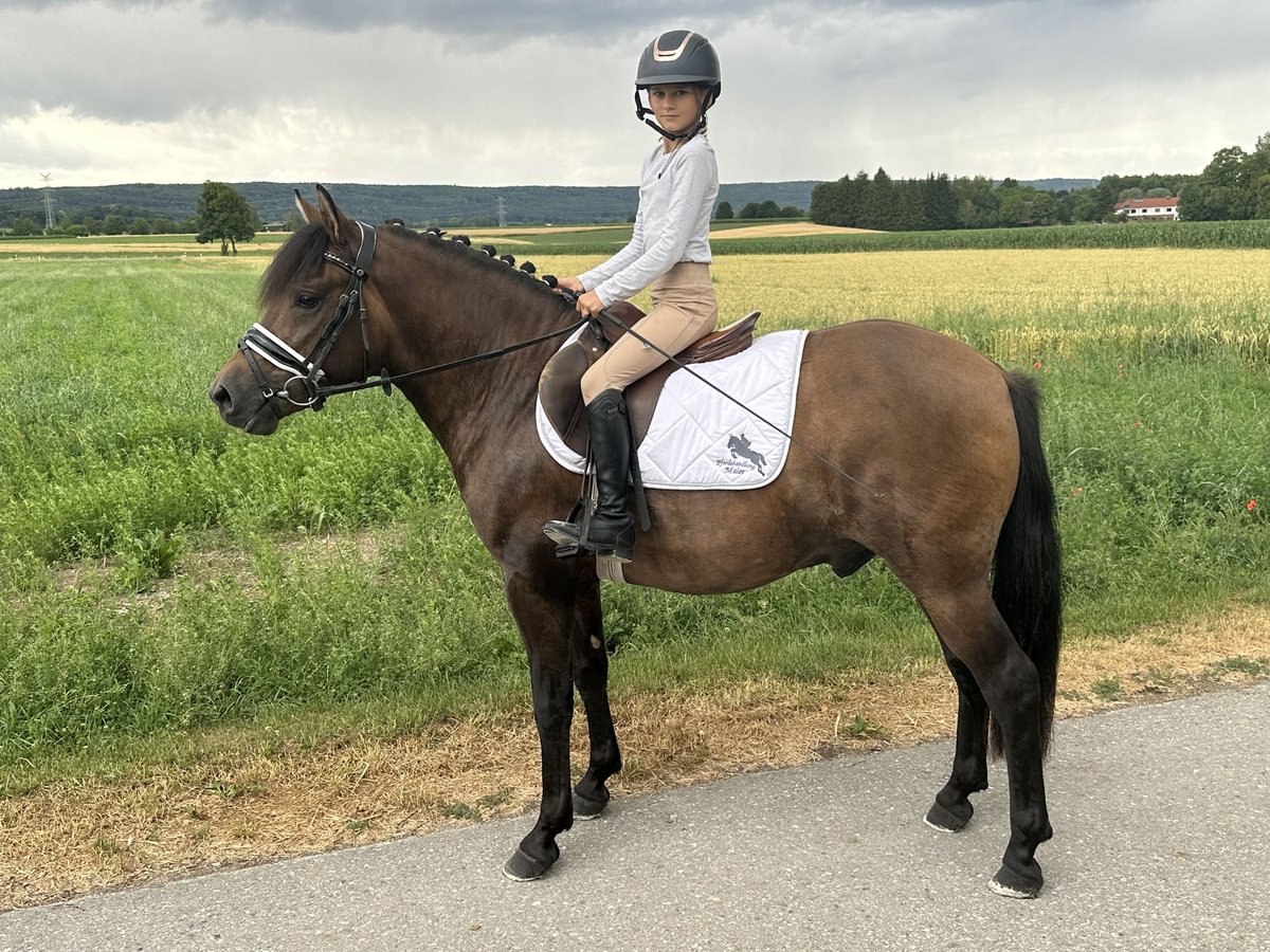 Huçul Hongre 3 Ans 142 cm Isabelle in Riedlingen