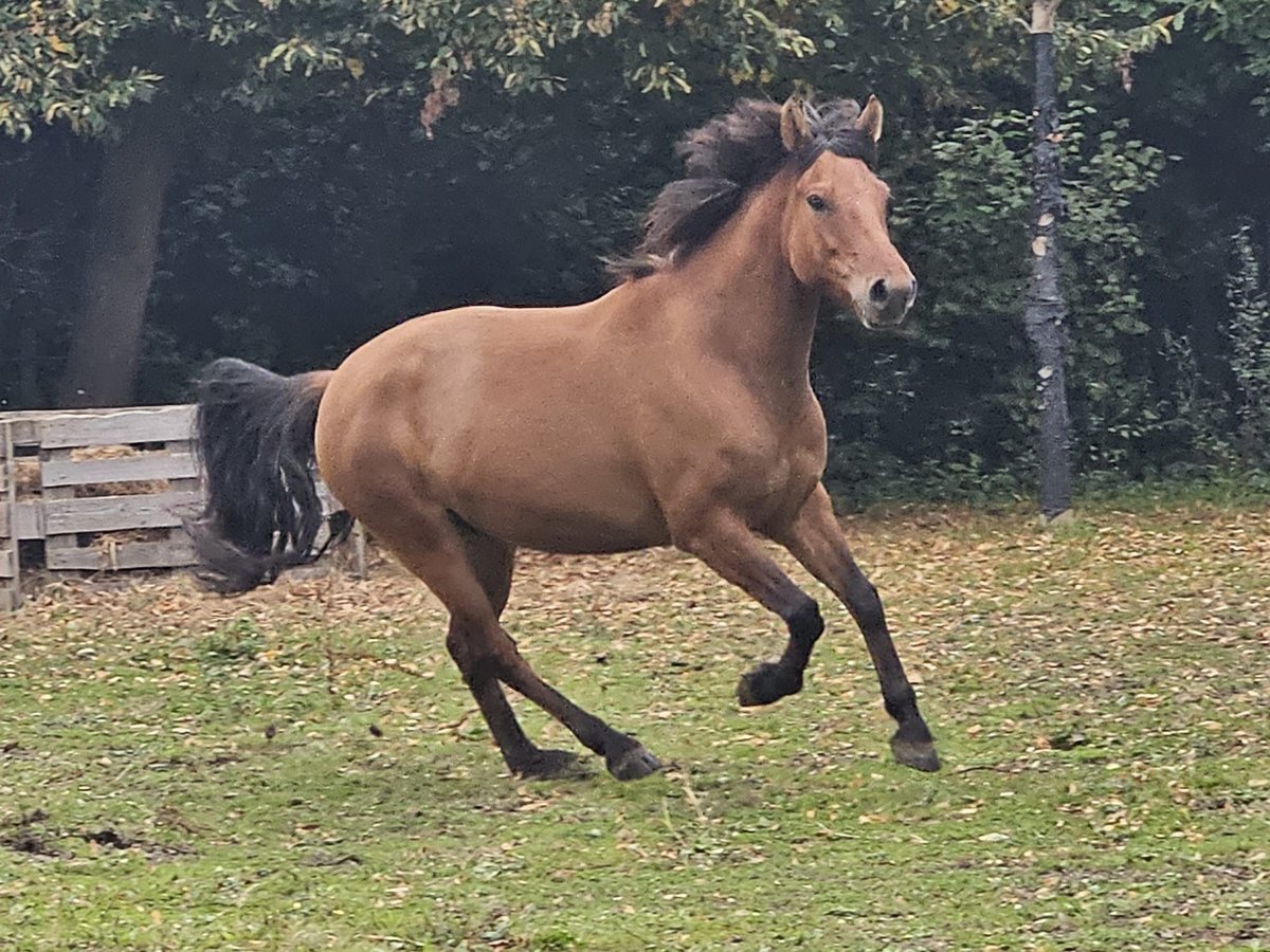 Huçul Hongre 4 Ans 145 cm in Niederzier