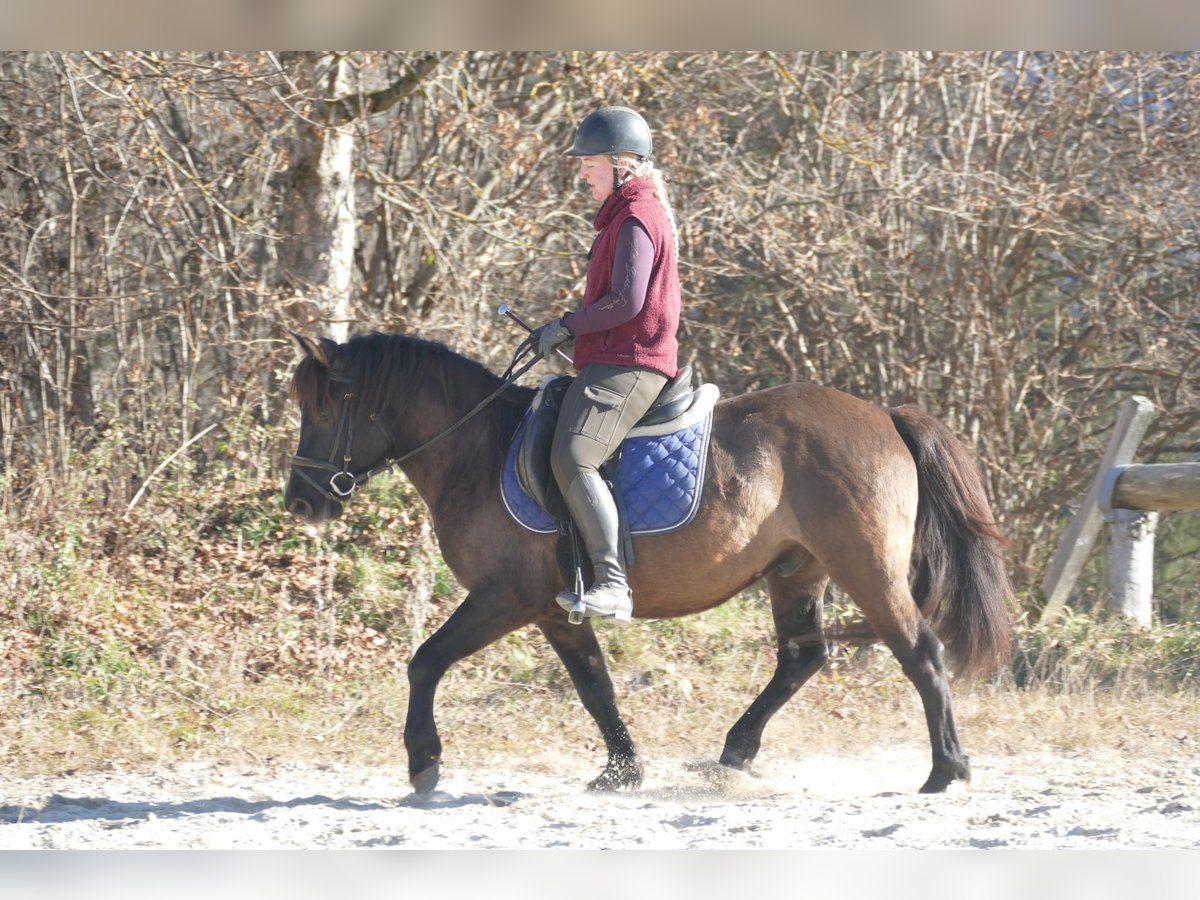 Huçul Hongre 5 Ans 142 cm Isabelle in Ramsau/D