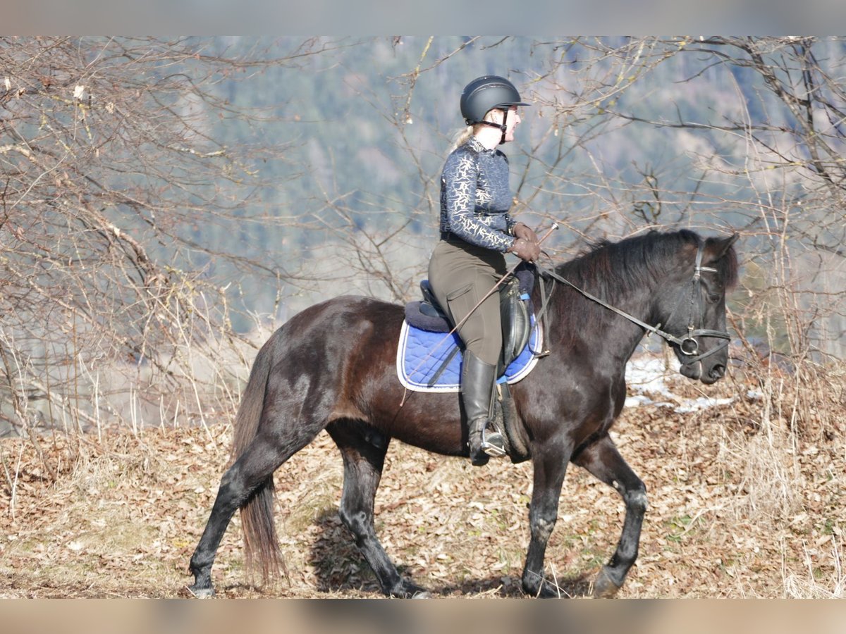 Huçul Hongre 5 Ans 146 cm Noir in Ramsau