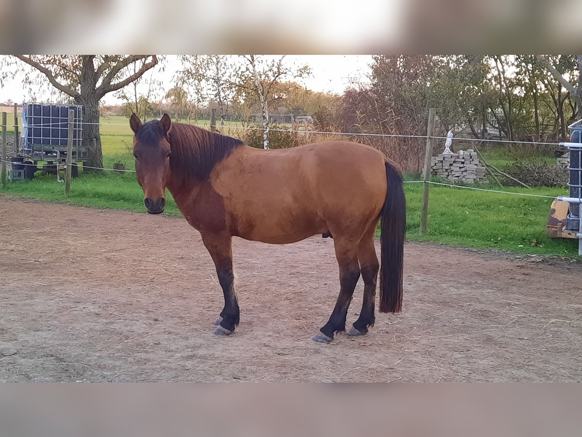 Huçul Hongre 6 Ans 138 cm Bai in Oggau am Neusiedler See