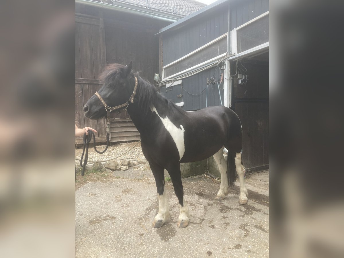 Huçul / Hucul / Huzul Mix Castrone 13 Anni 137 cm Pezzato in Weidling