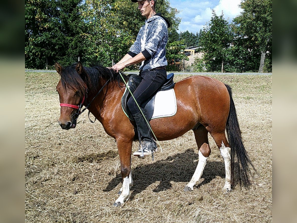 Huçul / Hucul / Huzul Castrone 3 Anni 140 cm Pezzato in Buttst&#xE4;dt