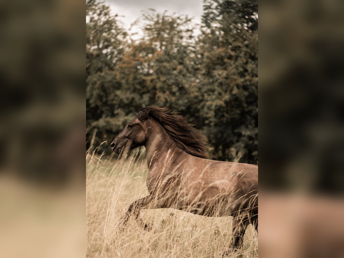 Huçul / Hucul / Huzul Castrone 5 Anni 138 cm Falbo in Wedemark