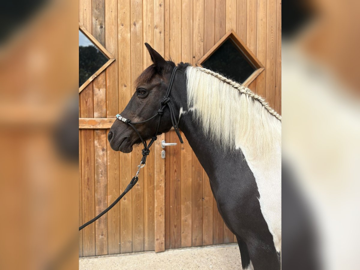 Huçul Jument 10 Ans 136 cm Pinto in Eggerm&#xFC;hlen OT Bockraden