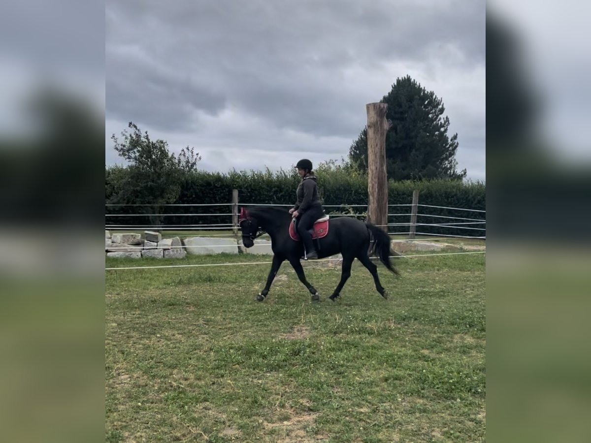 Huçul Croisé Jument 10 Ans 150 cm Noir in Kirchberg am Walde
