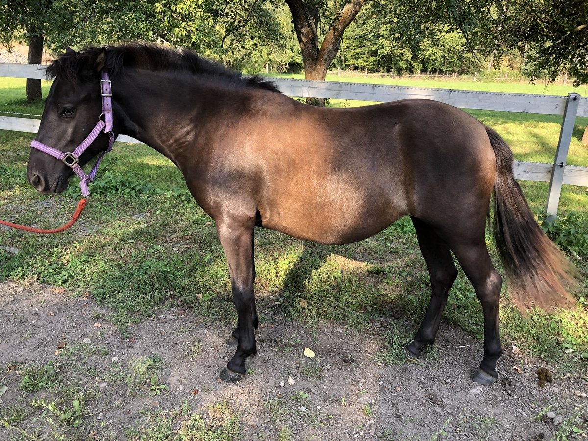 Huçul Jument 1 Année 135 cm Bai brun in Zwickau