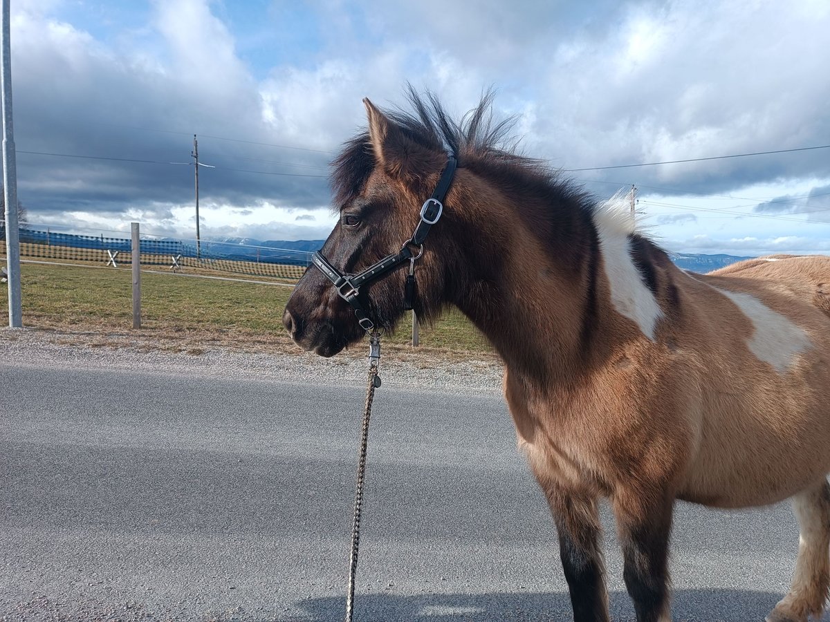 Huçul Jument 20 Ans 145 cm Pinto in Schlag