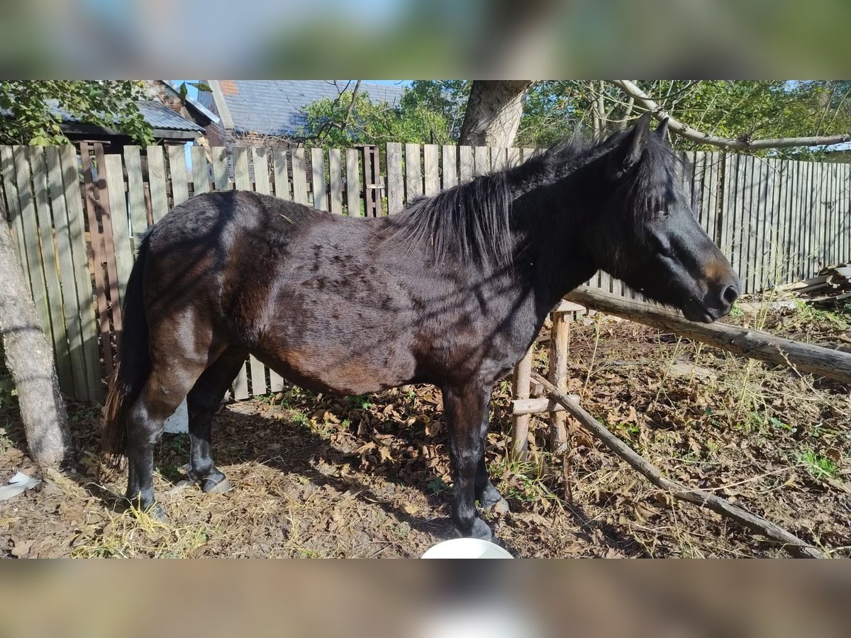 Huçul Croisé Jument 4 Ans 123 cm Bai brun foncé in Dziuplina