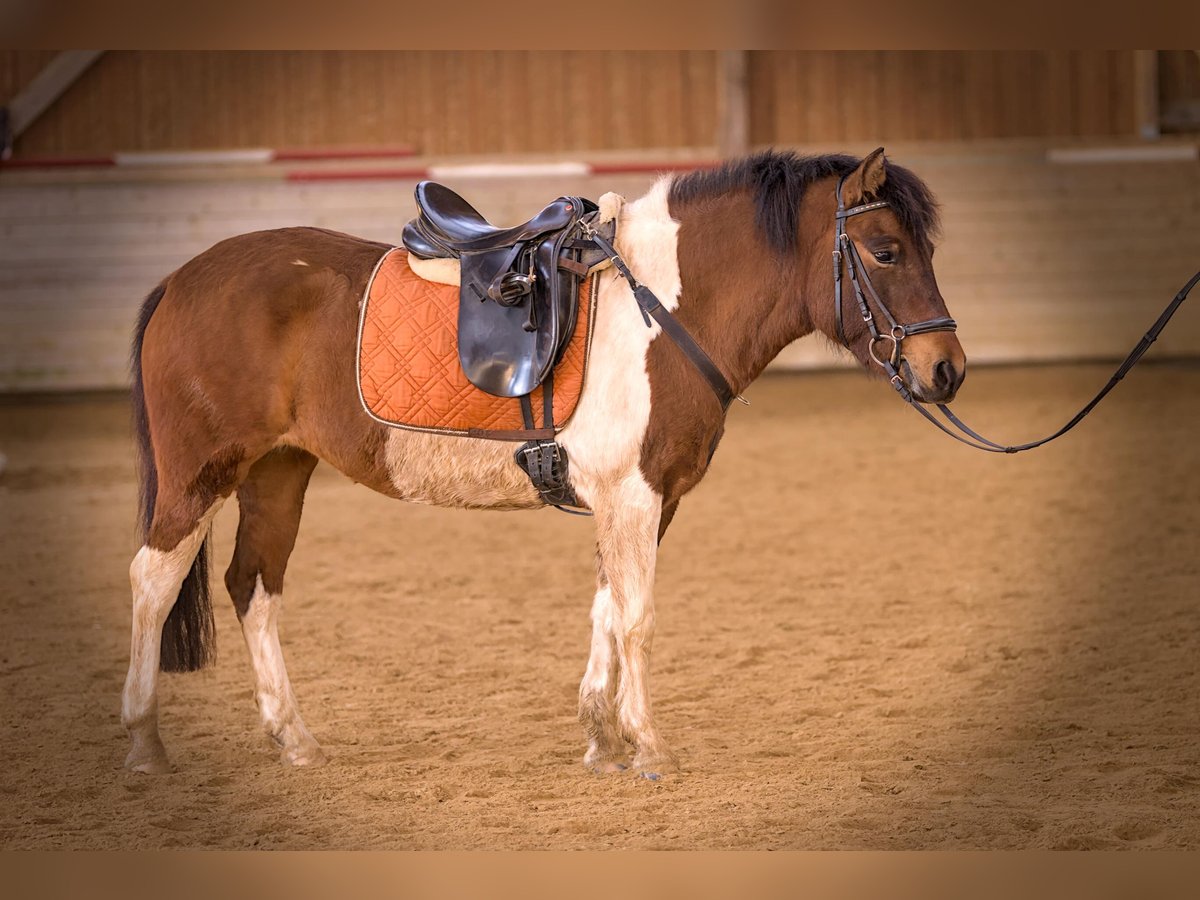 Huçul Croisé Jument 4 Ans 137 cm Pinto in SimmershofenUffenheim