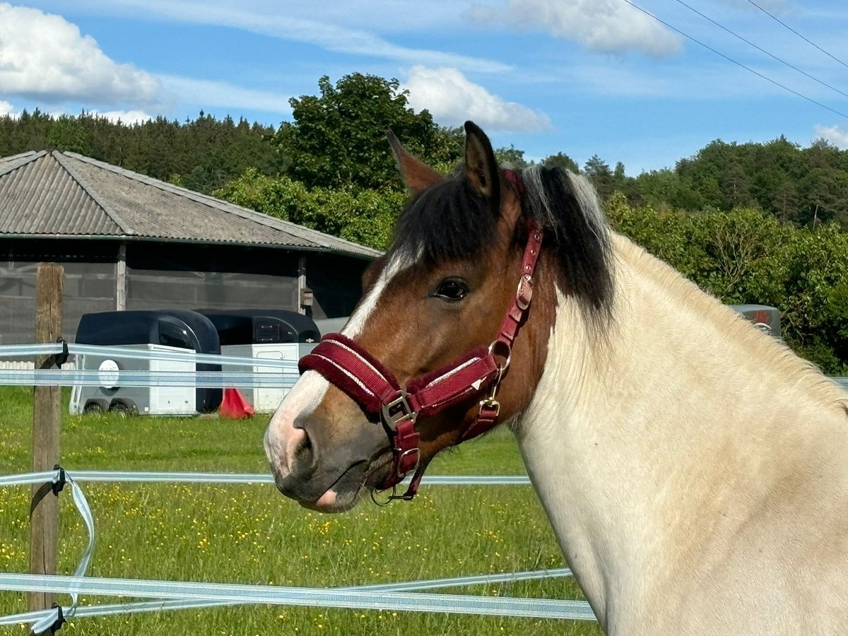 Huçul Jument 7 Ans 135 cm Pinto in Ellingen