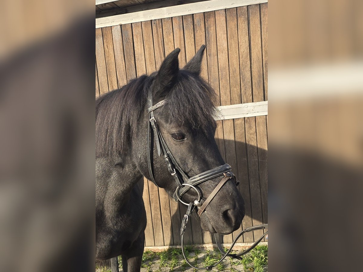 Hucul Mare 10 years 13,2 hh Black in Mülheim an der Ruhr