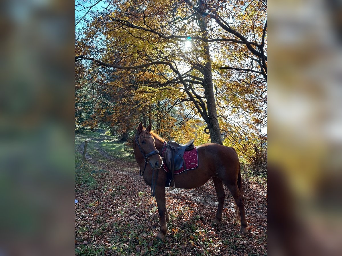 Hucul Mix Mare 10 years 14,1 hh Chestnut-Red in Puchberg am Schneeberg