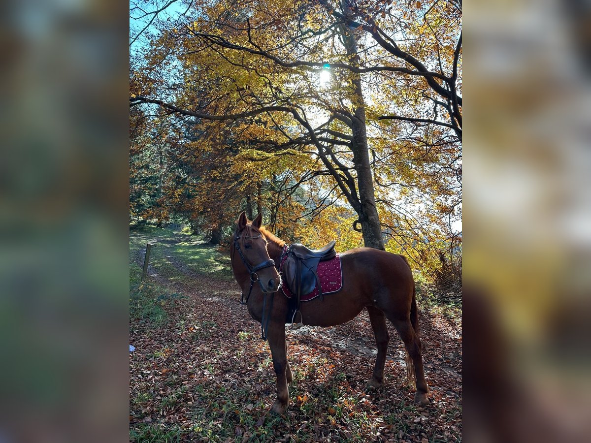 Hucul Mix Mare 10 years 14,1 hh Chestnut-Red in Zeiselmauer