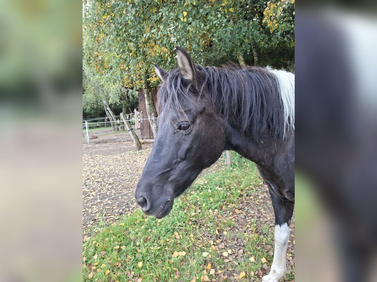 Hucul Mare 13 years 13,1 hh Pinto in Trostberg