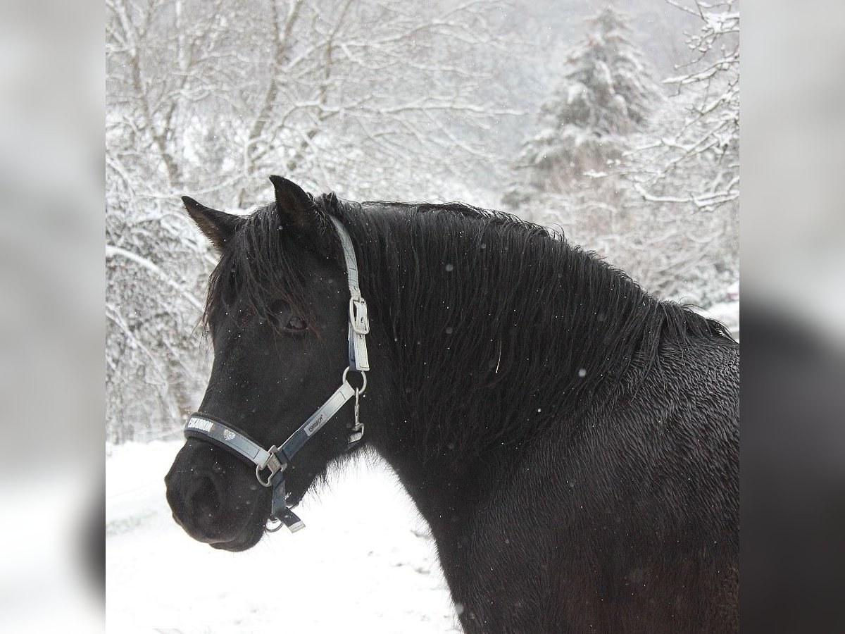 Hucul Mare 15 years 13,3 hh Black in Ühlingen-Birkendorf