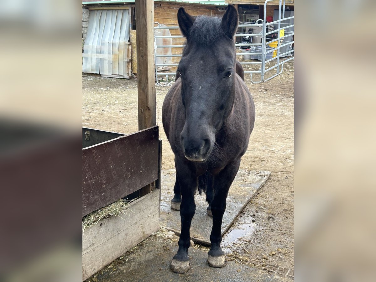 Hucul Mare 16 years 13,1 hh Black in Ludwigsburg