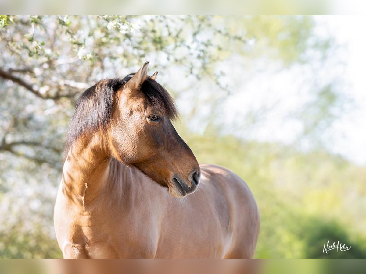 Hucul Mare 18 years 14 hh Dun in Röttingen