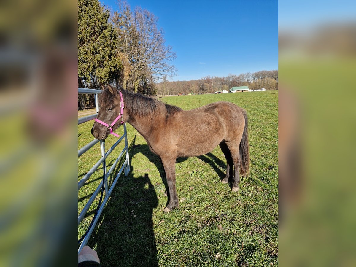 Hucul Mare 2 years 12,2 hh Bay-Dark in Löbau