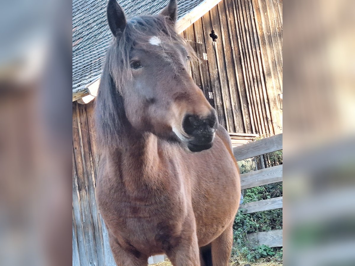 Hucul Mix Mare 2 years 13 hh Brown in Lichtenegg