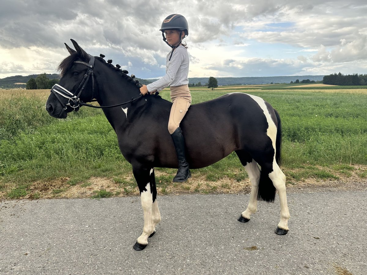 Hucul Mix Mare 3 years 13,2 hh Pinto in Riedlingen