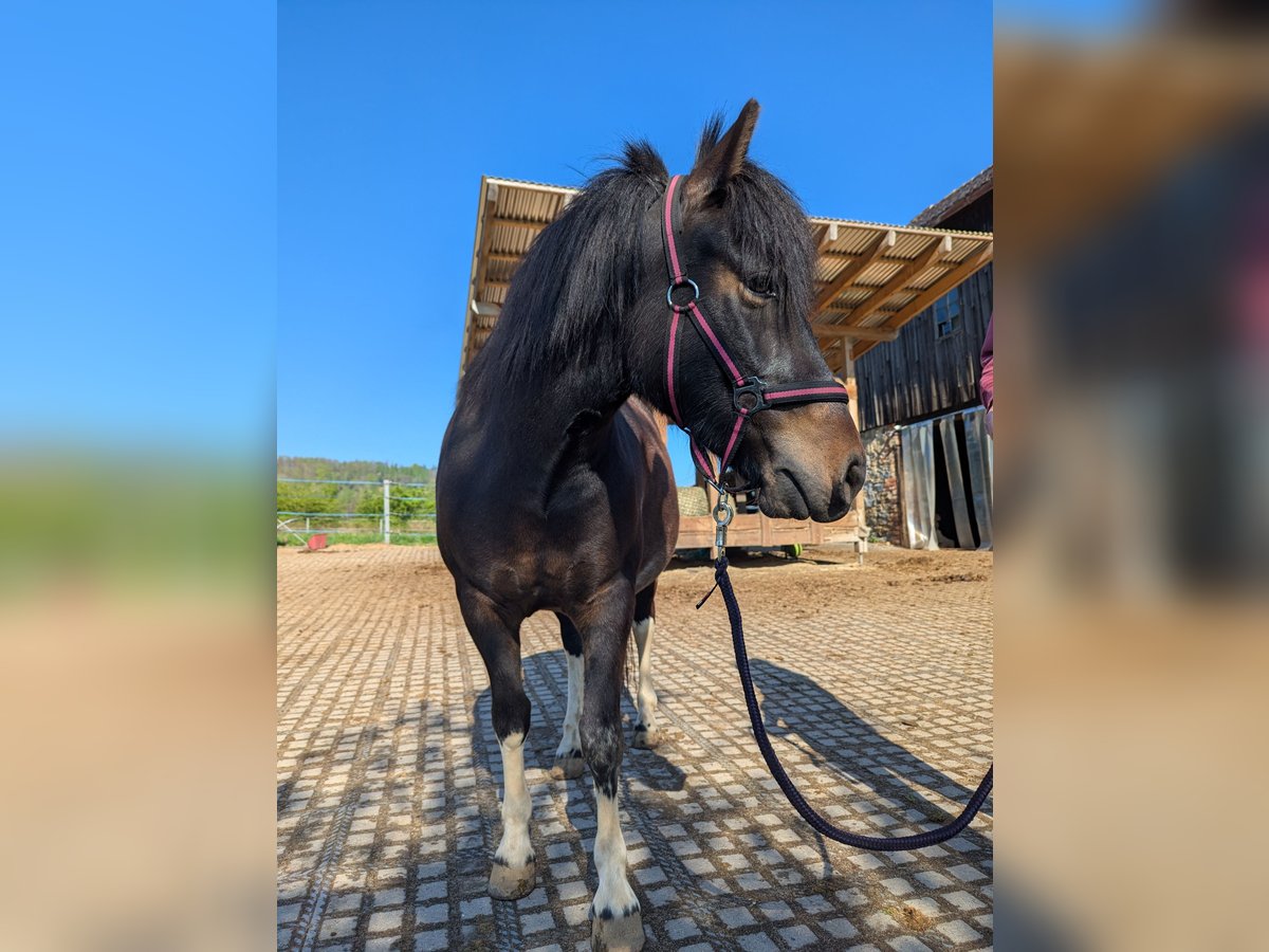 Hucul Mare 4 years 13 hh Pinto in Kamenz