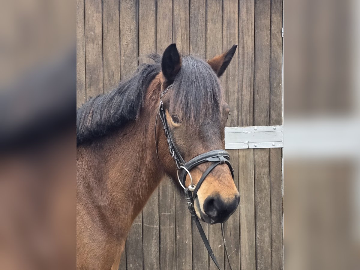 Hucul Mare 5 years 14 hh Brown in Mülheim an der Ruhr