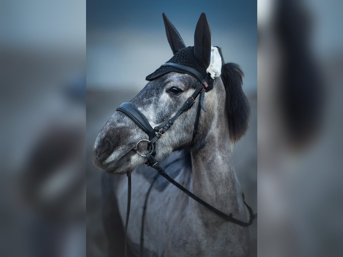 Hucul Mix Mare 6 years 13,1 hh Gray in Ziegelheim