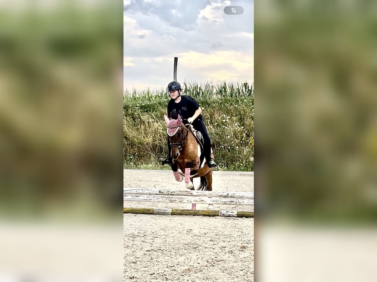 Hucul Mare 8 years 13,3 hh Pinto in Pinkafeld