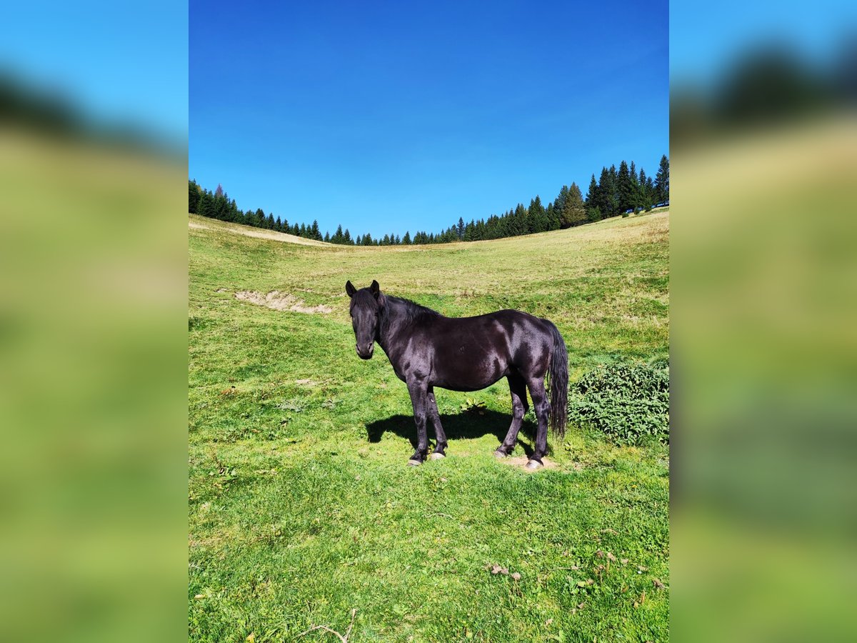 Hucul Mare 8 years 14,1 hh Smoky-Black in Gasen