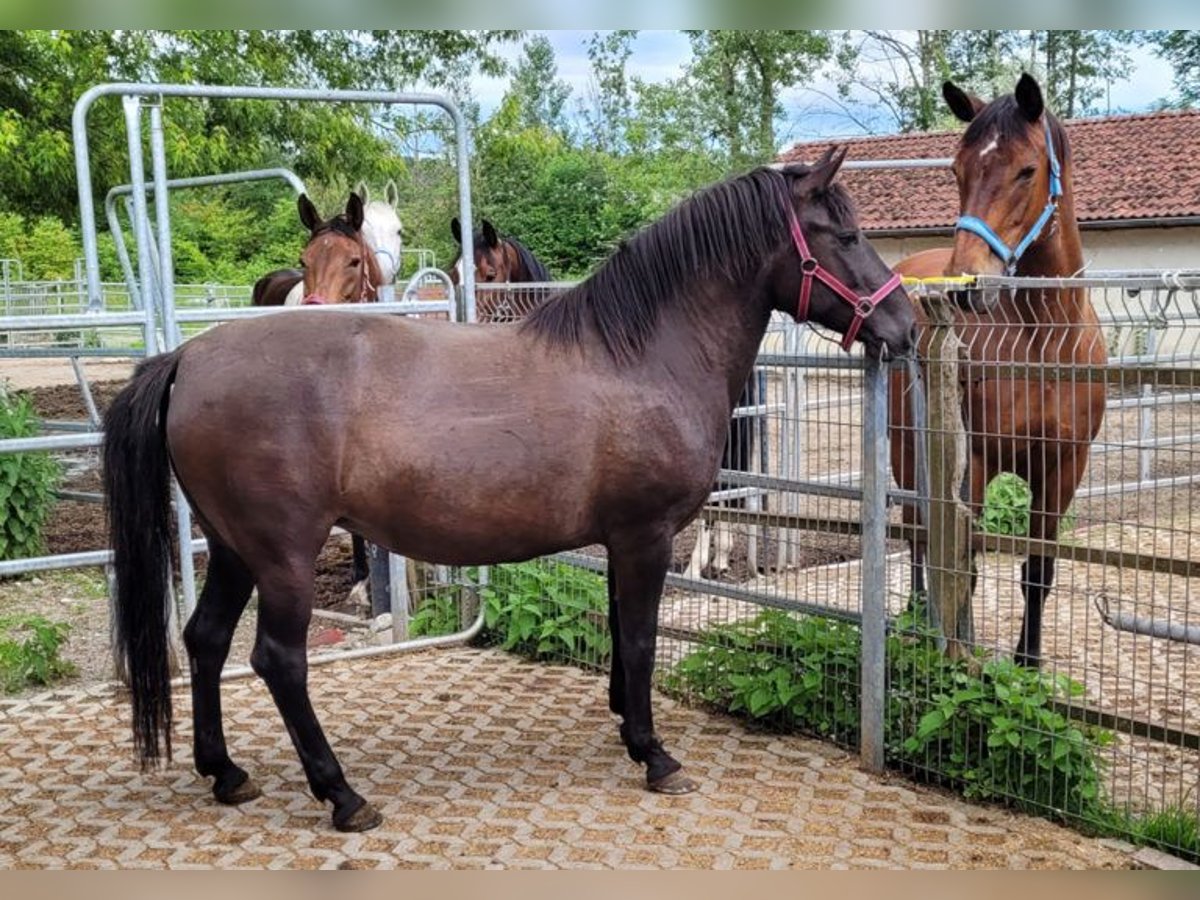 Hucul Mare 8 years 14,1 hh Bay-Dark in Warthausen