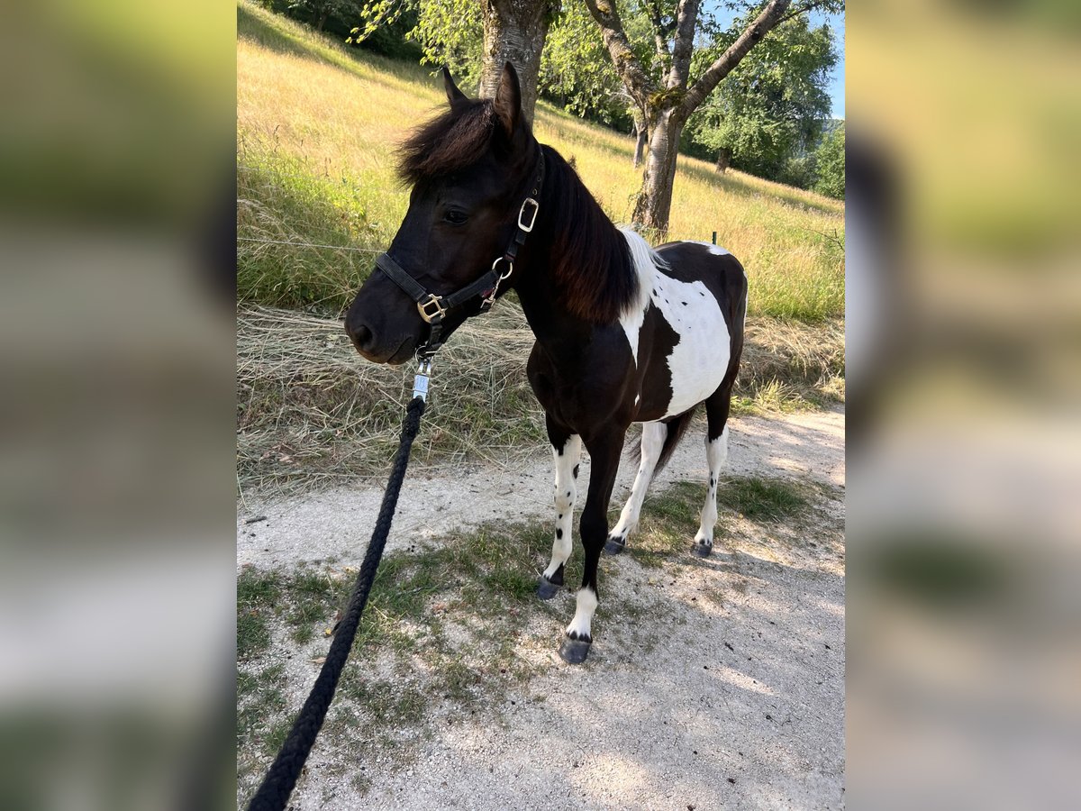 Hucul Stallion 1 year 13,2 hh Tobiano-all-colors in G&#xF6;ppingen