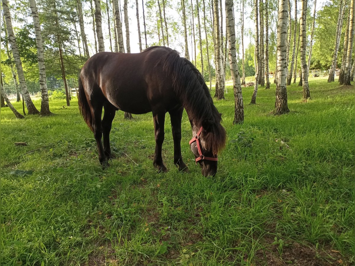 Hucul Stallion 1 year in Kolbuszowa