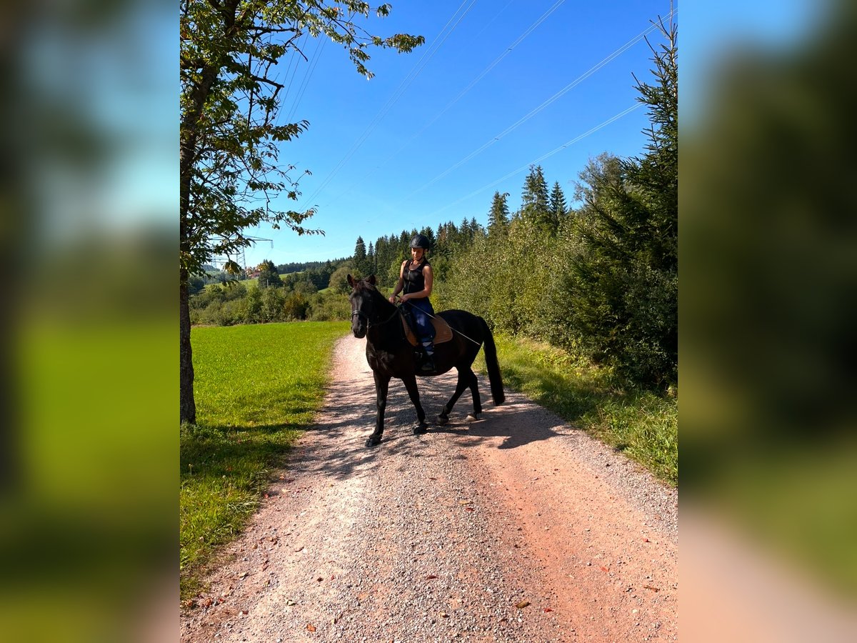 Hucul Stallion 8 years 14 hh Black in Donaueschingen