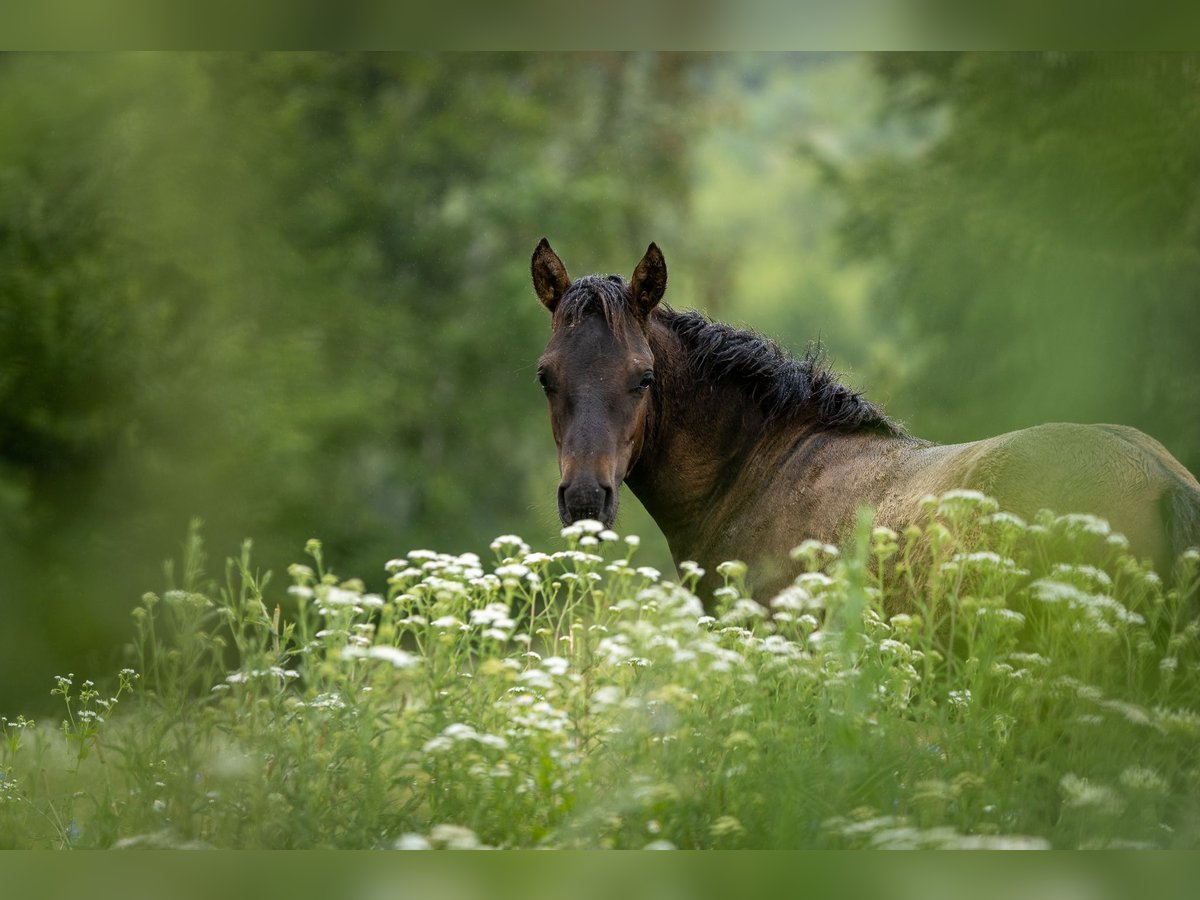 Hucul Stallion  13,2 hh Bay-Dark in Jod&#x142;&#xF3;wka