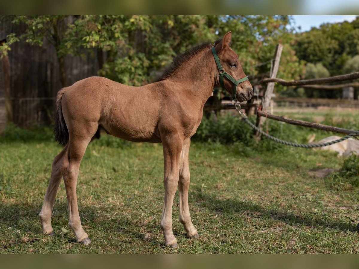 Hucul Stallion Foal (06/2024) Bay in Bakonybél