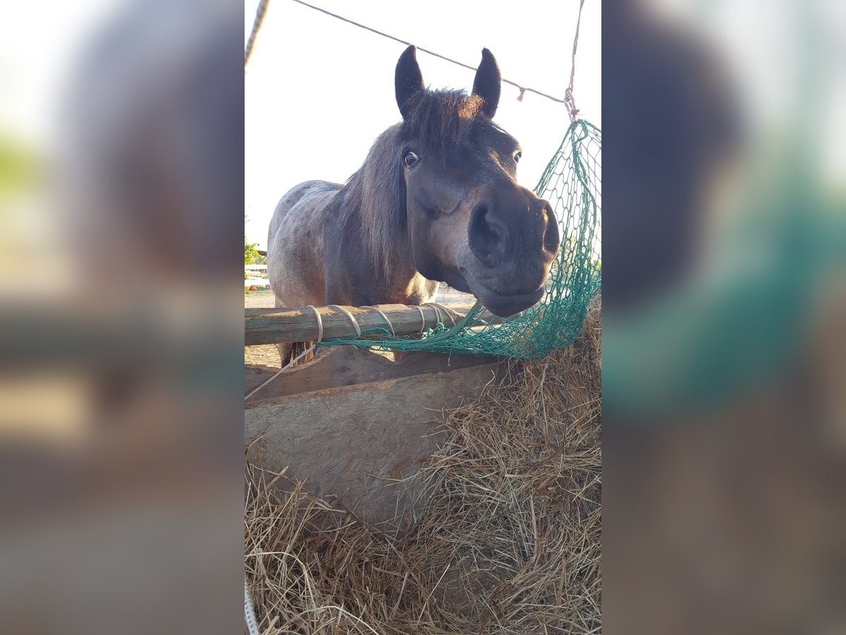 Hucul Blandning Sto 10 år 144 cm Braunfalbschimmel in Hadersdorf am Kamp