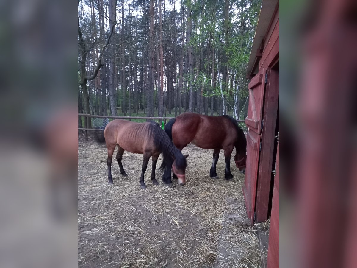 Hucul Sto 3 år 140 cm Ljusbrun in OBRZYCKO